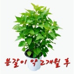텃밭 방아잎모종 배초향 2년생 특묘 허브식물 화분 꽃모종 : 텃밭 농원