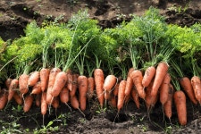 제주 구좌당근 햇당근 ,  흙/세척당근 주스용 요리용 5kg 10kg : 제주한라농장