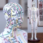 도다도다 한방 경혈 62cm 인체도 혈자리 경락 모델 다이 침자리 여성 얼굴 경락점 전신 구리 화이트여모소프트40cm : 도다도다용store