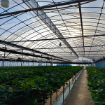 영천 제철 딸기 설향 금실 생딸기 : 별빛촌농장