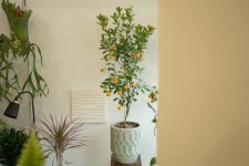 (동일품배송) 대구 개업 화분 유주나무 높이 145cm 플랜테리어 축하 식물 배달 : 서연플라워