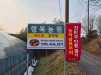 친환경 무농약 정읍 레드향, 달하향 [실중량 3kg] : 정읍 행복농원