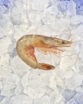 국내산 자연산 대하 왕새우 특대 1kg(12미 내외),10미(800g) 캠핑 구이 선물세트 : 오씨푸드