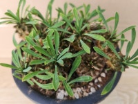 정화다육 다육식물 아미산 : 정화다육