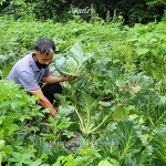 85년부터 유기농 양배추 소망농장 안호현 농부님 900g : 발리 마켓