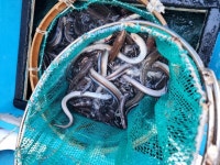 통영 자연산 바다장어 1kg 손질후 700g 국내산붕장어 : 연희수산