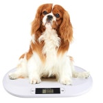반려동물 체중계 다용도 펫병원 펫샵 동물계량기 1 10KG 화이트 미니애완동물용 배터리 : 글로조이