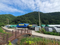 [솔바람농원]생표고버섯 가정용1kg, 2kg 내장산 무농약 : 표고농장 솔바람