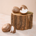 [솔바람농원]생표고버섯 가정용1kg, 2kg 내장산 무농약 : 표고농장 솔바람