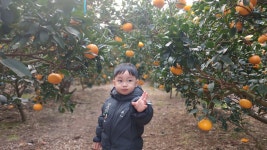 제주 해풍 품은 천혜향 3kg 5kg 10kg 선물용 가정용 벌크 못난이 꼬마 천해향 : 호윤이네농장