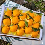 제주 고당도 한라봉 제철 선물세트 가정용 노지 할라봉 농장 : 제주더함