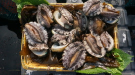 통영산 활전복 1kg : 이천다복수산