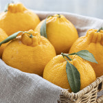 귤밭디농장 품질보장 새콤달콤 한라봉 3kg 5kg 10kg 고당도 제주 설 설날 가정용 선물 세트 : 귤밭디농장