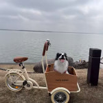 강아지 산책 세발 자전거 애완견 반려동물 고양이 바이크 아이보리 애견 전동 짐칸 삼륜 : 밝은기운