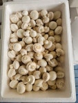 [금백농가직송] /파지 양송이 버섯 2kg,  (식자재,사업장 대용량) 상담가능 : 부여금백양송이농장