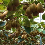 [신라호텔 납품] 제주 에메랄드 레드키위 특등급 3kg 5kg : 오마이프룻 마켓