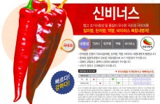 신비너스 고추 1,200립 극조생종 극대과종 건과품질 및 상품성 우수 칼라병 탄저병 역병 바이러스 복합내병계 터널재배 가능한 매운맛 고추 씨앗... 