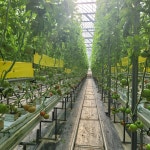 진주팜 유럽종 요리용 토마토 데메페르 완숙 토마토 5kg GAP : 진주시장