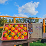 제주 한라봉 노지 하우스 선물용 가정용 못난이 : 제주아꼼이네