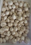 [금백농가직송] /파지 양송이 버섯 2kg,  (식자재,사업장 대용량) 상담가능 : 부여금백양송이농장