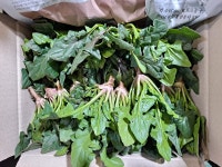 [당일수확]남해 노지 시금치 해풍맞은 섬초 보물초 1kg 2kg 500g : 바래길농수산
