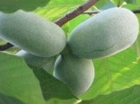 포포나무묘목 실생2년생 뽀뽀나무 : 미래나무농장