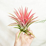 와이키키농장 이오난사 미세먼지 행잉 먼지먹는 공기정화 귀여운 키우기쉬운 식물 플랜테리어 : 와이키키 농장