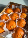 제주 고당도 써니트 한라봉 레드향 윈터프린스 3kg 4.5kg 선물세트 한라봉 후숙 : 싱싱바구니