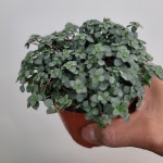 [플로스토어]타라 타아라 0515 : 플로스토어