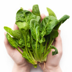 당일수확 제철 해풍맞은 노지시금치 남해시금치 보물초 포항초 영해초 : 오팜 착한농장 장터