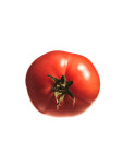[당도선별] 프리미엄 완숙 토마토 1kg : 프레델 fredel