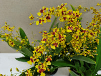 환타지아.향천(쵸코렛향).오직.온리유.예쁜노랑색의 버건디.와인색립프.특대품.색상예쁨.향이진짜좋니다.꽃대.인기상품. : 꽃천지