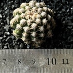 선인장/칠교주-5213 백화 국내실생 아프리카농장 : 아프리카 농장