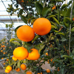 제주 감귤 하우스 한라봉 고당도 가정용 레드향 천혜향 : 전국팔도식탁