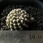 선인장/칠교주-5212 백화 국내실생 아프리카농장 : 아프리카 농장