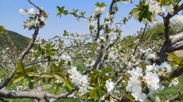 새콤달콤한 국산 생 체리 500g 특품 좌등금 레이니어 브룩스 흑자색 체리 품종 혼합수확 : 이레농장 꿀단지