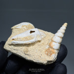 [PJ40] 프랑스 고둥화석 클러스터 / 루페우스 : 루페우스