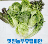 모듬 쌈채소 샐러드용 유러피안 잎 로메인 쌈케일 지평 멋진 농부 당일수확 농장직송 : 파머스몰