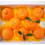 영구농장 고창 레드향 5kg : 고창 마켓