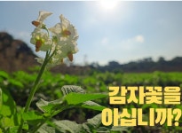 [일시주문정지]24년 햇감자  제주직송 친환경 무농약 겨울감자 3kg 5kg 10kg : 지구밭 제주