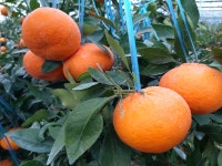 (꿈꾸는만다린) 새코옴 달코옴  식감최고  한라봉 5kg/ 10kg : 꿈꾸는 만다린