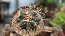 신선옥선인장 키우기 쉬운 다육식물 희귀다육 플랜테리어 : 햇살네다육마을