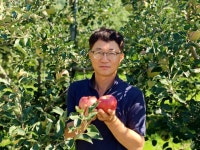 사과 제천 고당도 꿀사과 못난이 부사 흠과 농장직송 10kg : 고니사과농원