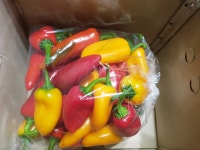 미니 파프리카 (3색 혼합) - 2kg : 월드농장