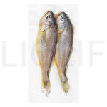 초록바다영어조합법인 참조기 2미 (냉동) 1개 240g : SUPER SALE