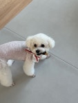 강아지 애견수제건조간식 소떡심말이 6개입 개껌 : 견식파티