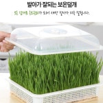 새싹보리재배기 콩나물키우기 실내 가정용 : 늘푸른 다연
