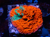 [SPS] 대만 그라프트 몬티 : 코통령