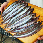 제철 동해 묵호항 산더미 알배기 생물 양미리 도루묵 1kg : 푸드스토리365