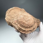 스트로마톨라이트 화석 Stromatolite Fossil 화석표본 선캄브리아기 : 석보 코리아